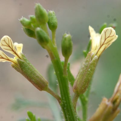 Carrichtera annua — flower