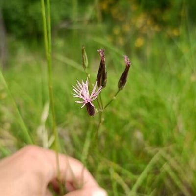 Crupina vulgaris — flower