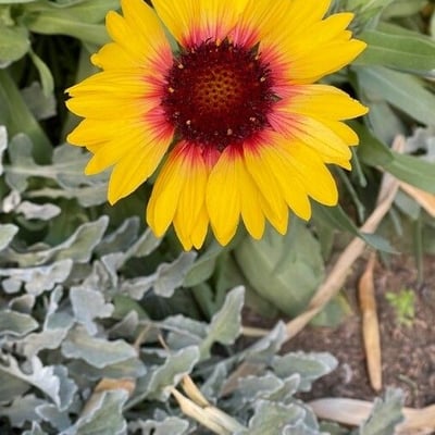 Gaillardia pulchella — flower