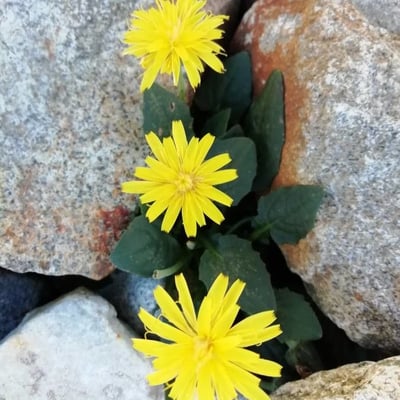Crepis pygmaea — flower