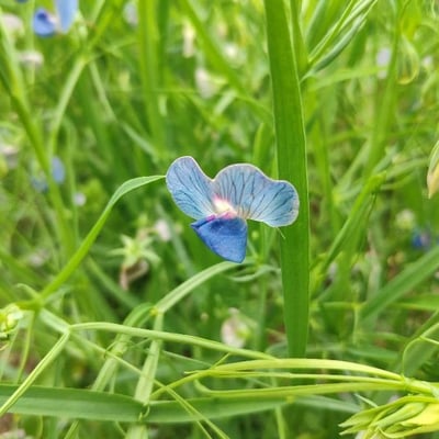 Lathyrus sativus — flower