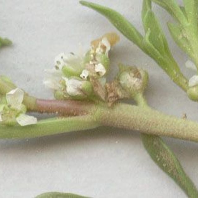 Lepidium coronopus — flower