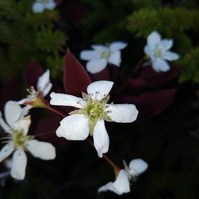 Amelanchier laevis — flower
