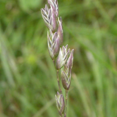 Danthonia decumbens — flower
