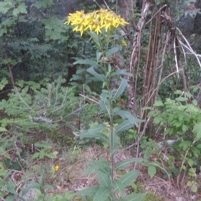 Senecio nemorensis — flower