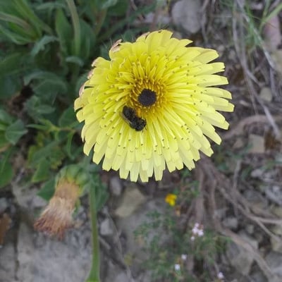 Tolpis barbata — flower