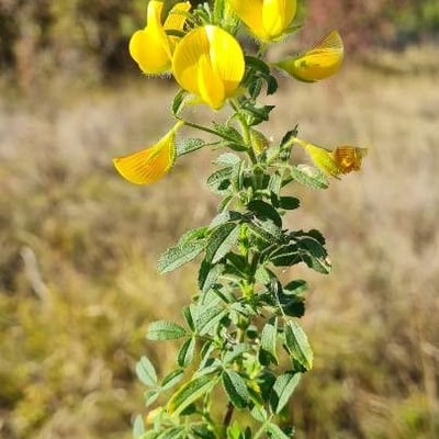 Ononis viscosa — flower