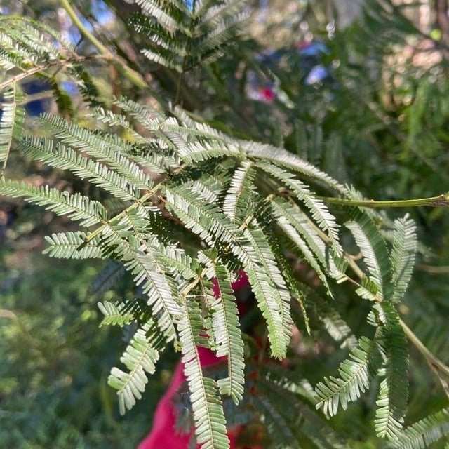 Acacia parramattensis — leaf