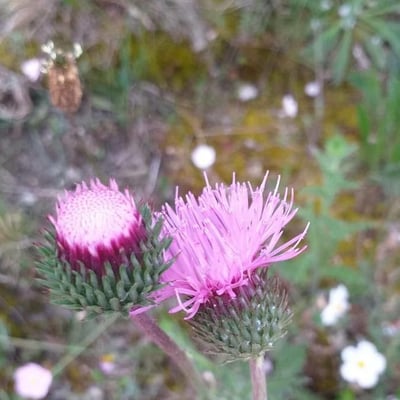 Carduus nigrescens — flower
