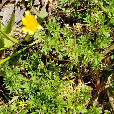 Soliva sessilis — flower