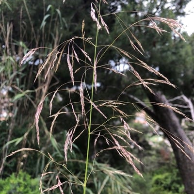 Tridens flavus — flower