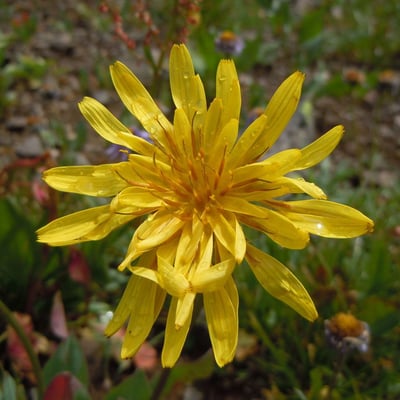 Agoseris glauca — flower