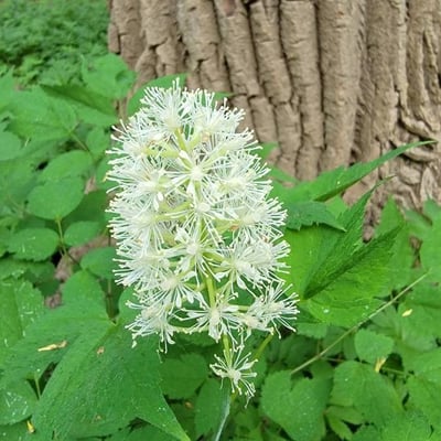 Actaea pachypoda — flower
