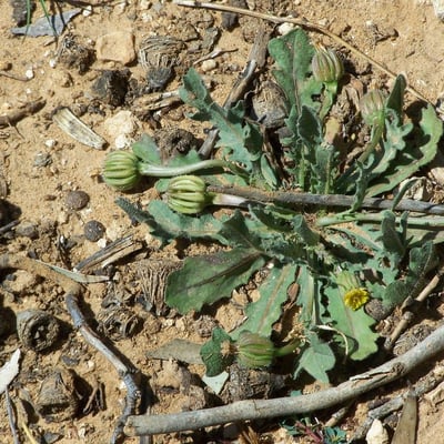 Hedypnois rhagadioloides — flower