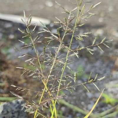 Eragrostis barrelieri — flower