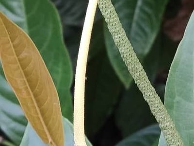 Piper arboreum