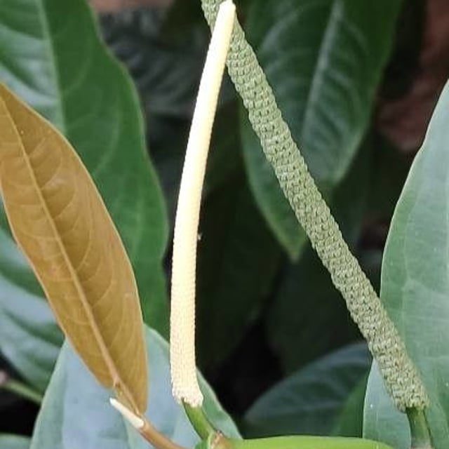 Piper arboreum