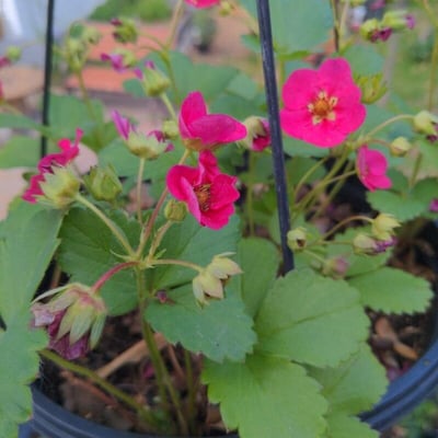 Fragaria × ananassa — flower