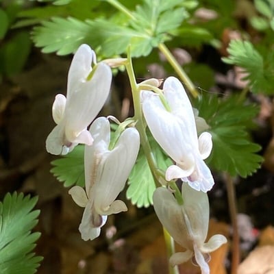 Dicentra canadensis — flower
