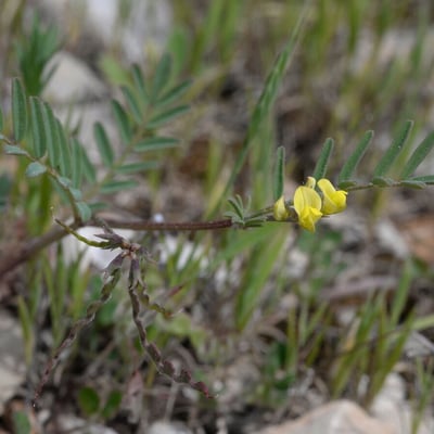 Hippocrepis ciliata — flower