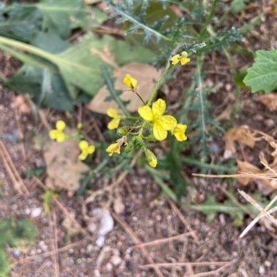 Bunias erucago — flower