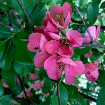 Chaenomeles speciosa — flower