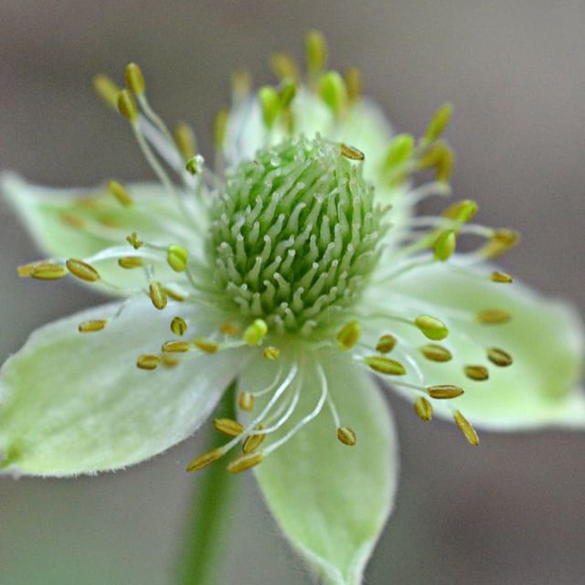Anemone virginiana — flower