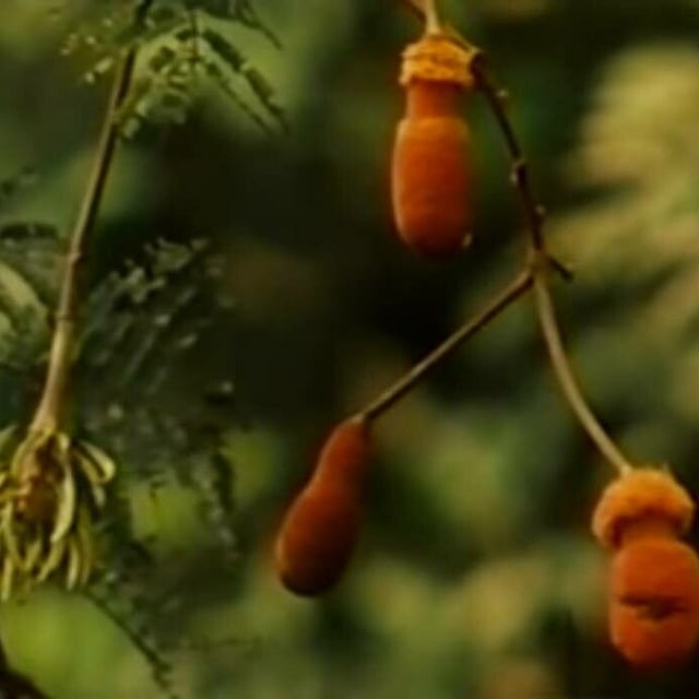 Parkia biglobosa — flower