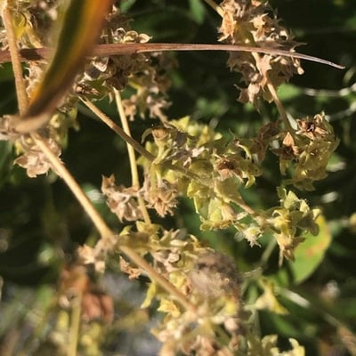 Alchemilla transiens — flower