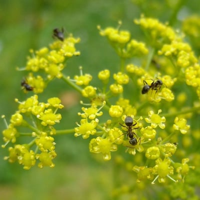 Silaum silaus — flower