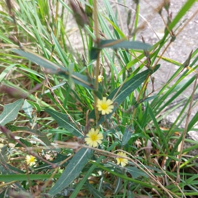 Lactuca saligna — flower