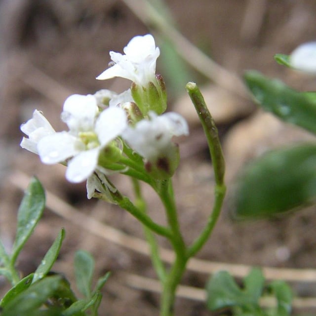 Murbeckiella pinnatifida — flower