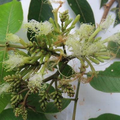 Inga thibaudiana — flower