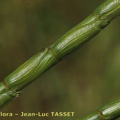 Aegilops cylindrica — flower