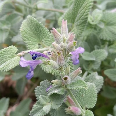 Nepeta racemosa — flower