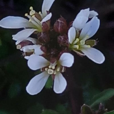 Cardamine hirsuta — flower