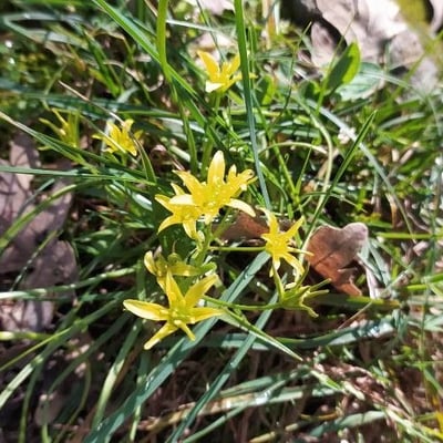 Gagea villosa — flower