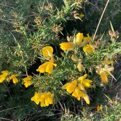 Ulex europaeus — flower