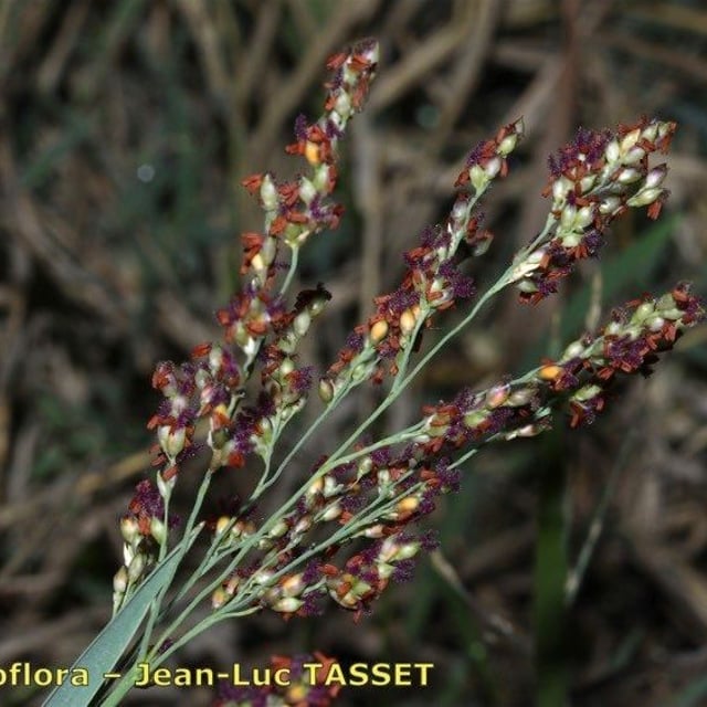 Panicum repens — flower