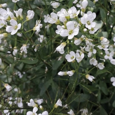 Nasturtium officinale — flower