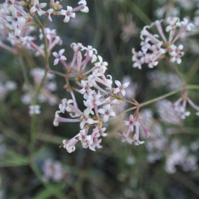 Asperula aristata — flower