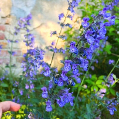 Nepeta cataria — flower
