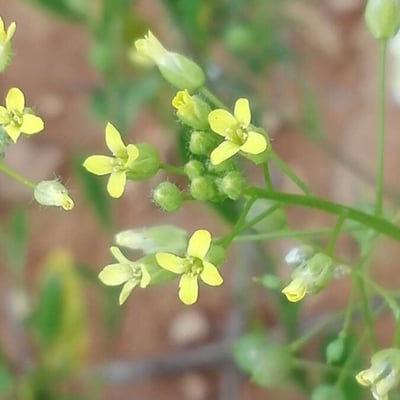 Camelina microcarpa — flower