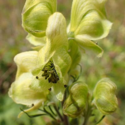 Aconitum anthora — flower