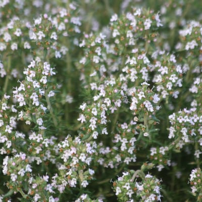 Thymus hyemalis — flower