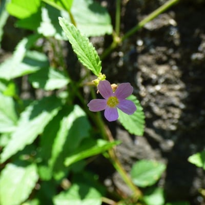 Melochia pyramidata — flower