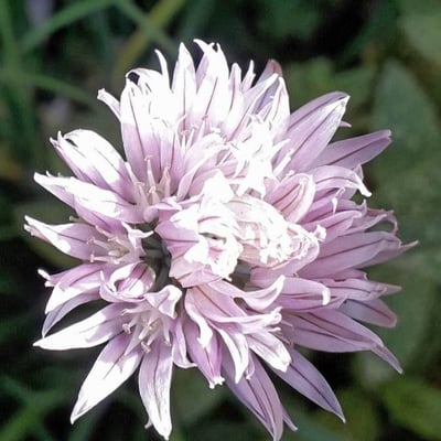 Allium schoenoprasum — flower