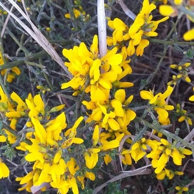 Genista scorpius — flower
