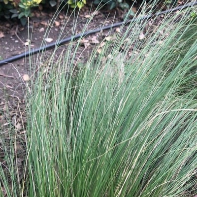 Poa labillardierei — leaf