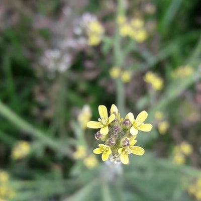 Sisymbrium officinale — flower